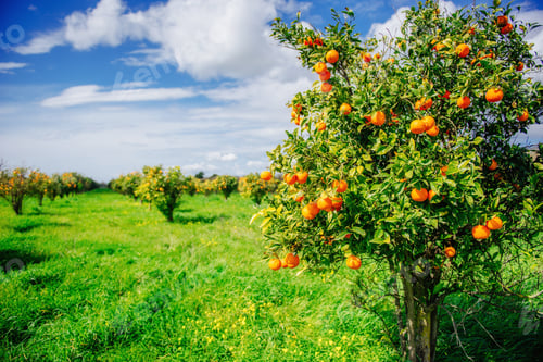 Preview: orange trees plantations