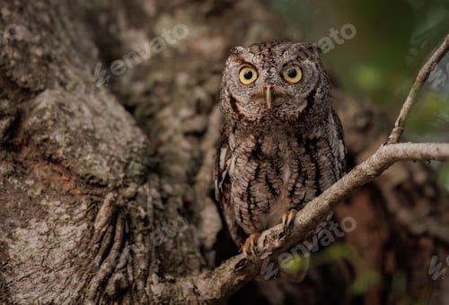 Preview: Eastern Screech Owl in Southern Florida