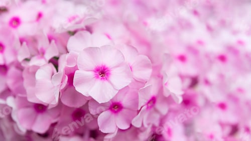 Preview: Garden phlox (Phlox paniculata), bright summer flowers. Blooming branches of phlox in the garden