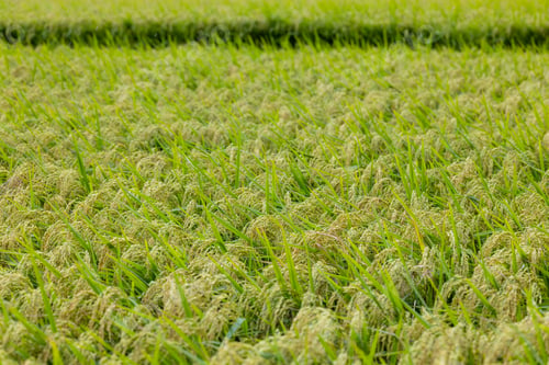 Preview: Fresh raw paddy rice field