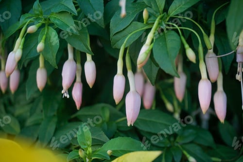 Preview: Pink flowers on the tree
