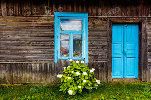 Preview: blue window and door of a rustic wooden house with a hydrangea bush