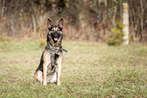 Preview: shepherd