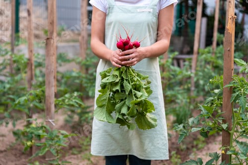 Preview: Young woman in the garden holds radish.