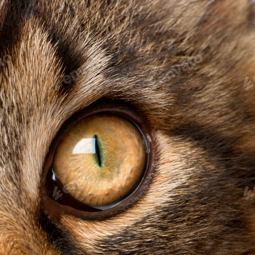Preview: Close-up of Maine Coon's eye, 7 months old