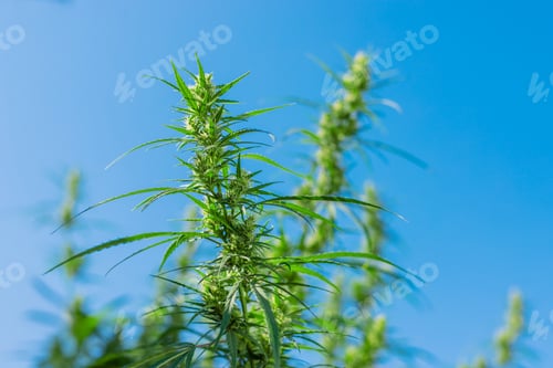 Preview: Cannabis growing in the garden in summer. Selective focus.