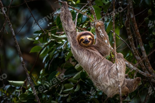 Preview: Brown throated tree toed sloth in climbing up a tree