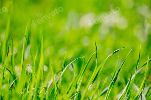 Preview: Young green fresh grass in spring. Greenery in sun. Abstract natural background.