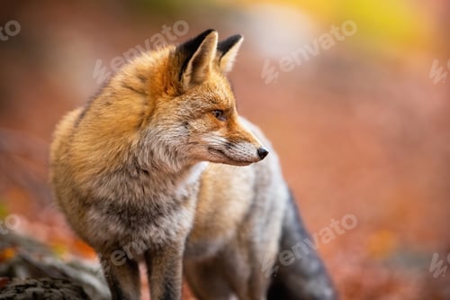 Preview: Red fox observing on orange foliage in autumn nature