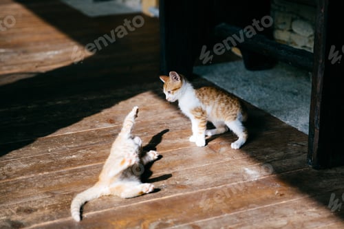 Two Cute Kittens Playfully Batting on a Wood Floor