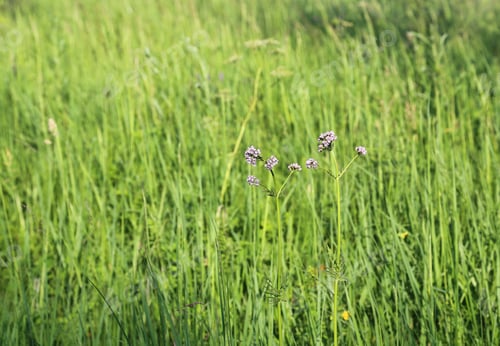 Preview: Wild flowers in the field