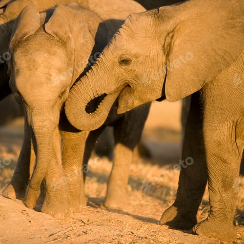 Preview: elephant calf