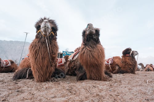 Preview: resting Bactrian camel with thick brown fur in the majestic Nubra Valley, Ladakh