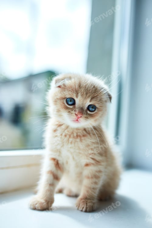 Preview: British little playful kitten at home near the window