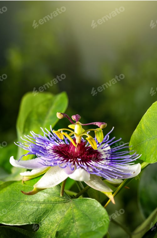 Preview: Passiflora passion flower on green background
