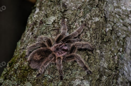 Preview: Furry tarantula alfresco walking along the tree trunk.