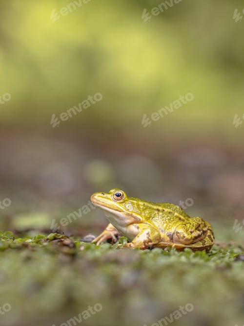 Preview: Pool frog with bright blurred background