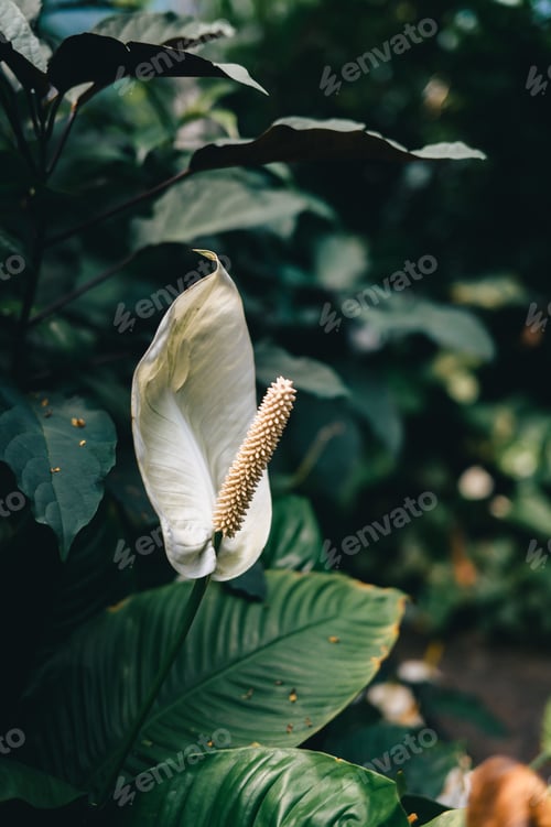 Preview: Close-up of a peace lily flower with lush green leaves in the background.