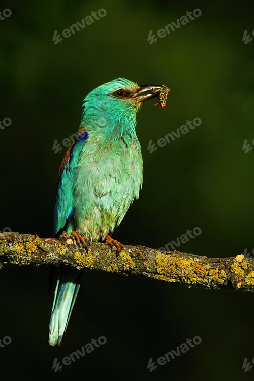 Preview: European roller perching and holding a catch of caterpillar in summer at sunset
