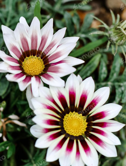 Preview: Gazania brilliant flower, African daisies, Asteraceae. Floral natural background. Springtime.