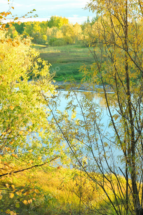 Preview: calm and peaceful autumn view to a river and fall forest. golden leaves, autumn in siberia