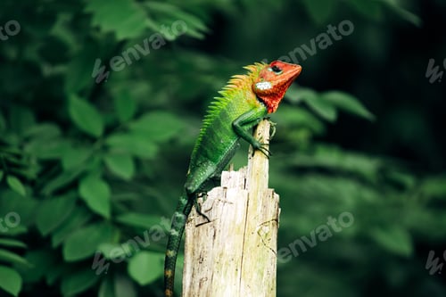 Preview: Common green forest lizard on a wooden pole in Sinharaja rain forest,