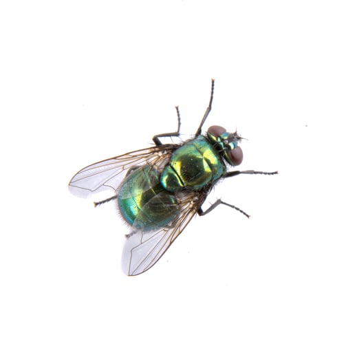 Preview: Green fly on a black background