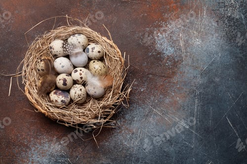 Preview: Quails eggs in nest