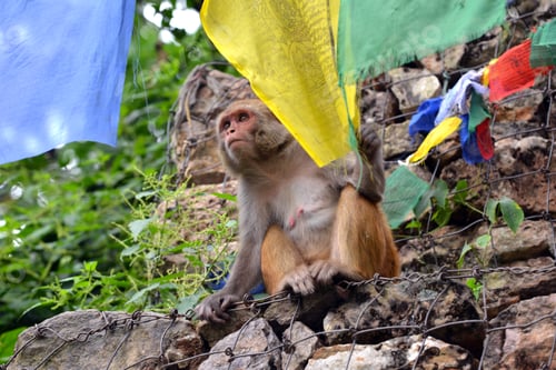 Preview: Monkey playing with Buddhist prayer flag