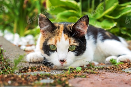 Preview: Cute young tricolor stray cat lies.