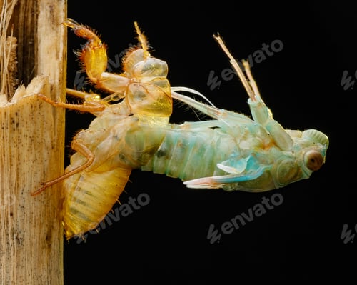 Preview: cicadas