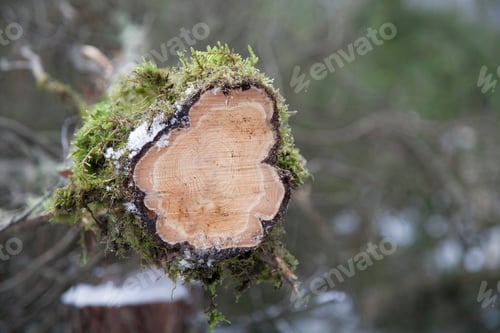 Preview: Cross section of cut tree
