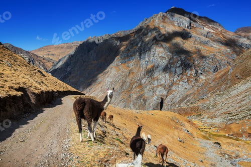Preview: Llama