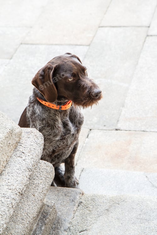 Preview: brown dog sitting on paving stone looking away