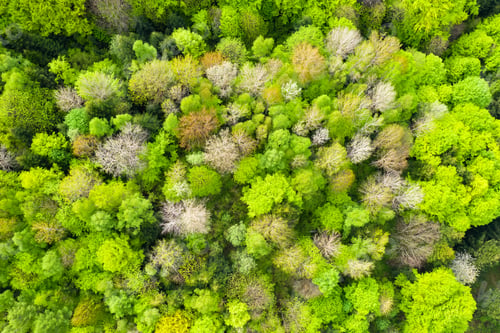 Preview: Aerial drone photo looking down on magical spring summer fores