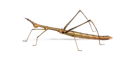 Preview: Horsehead Grasshopper, Pseudoproscopia scabra, in front on white background