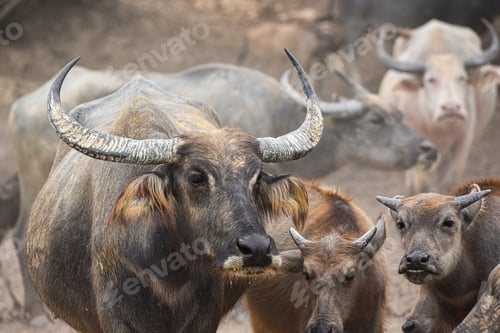 Preview: close up image of Water Buffalo