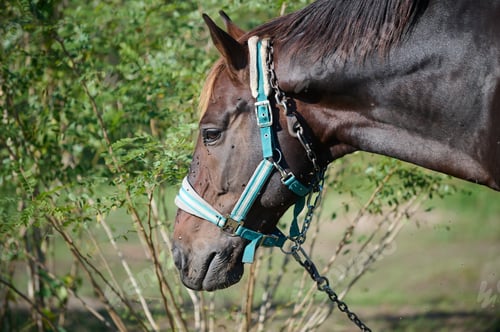 Preview: A dark brown horse walking through tall grass in a lush green field, with its tail swishing in the