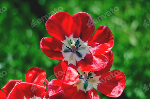 Preview: Red tulips on a green background