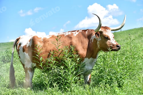 Preview: Longhorn bull outstanding in a green summer field beneath a puffy white cloud in a blue sky