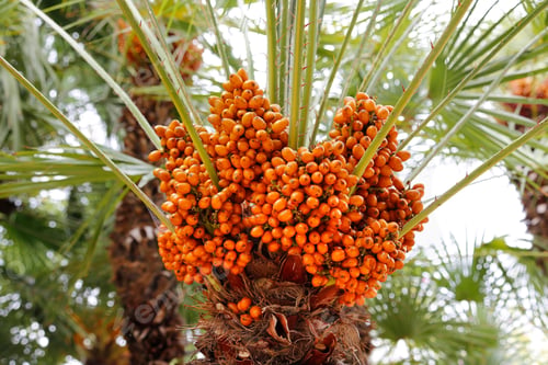 Preview: Palm tree with bright orange fruits