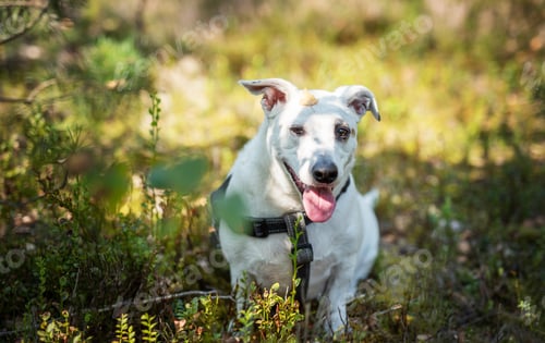 Preview: A happy white dog playing in a sunlit forest clearing surrounded by greenery