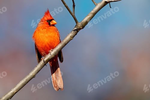 Vibrant Cardinal Perched on a Bare Tree Branch