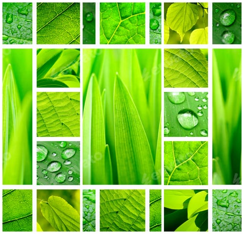 Preview: Abstract green collage with fresh green plants and leaves