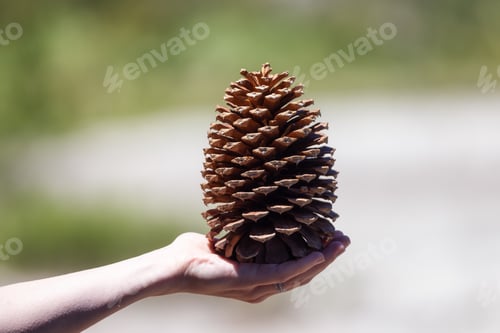 Preview: Big Pine Cone held on female hand in the Forest