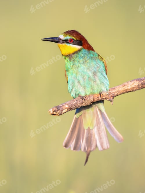 Preview: European Bee Eater perched on Branch