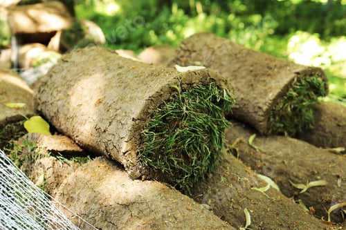 Preview: Closeup of carpet grass rugs outdoors with green and brown pattern. Lawn of green grass and soil