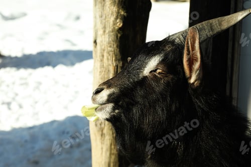 Preview: Goat in winter season in sunny day, close up