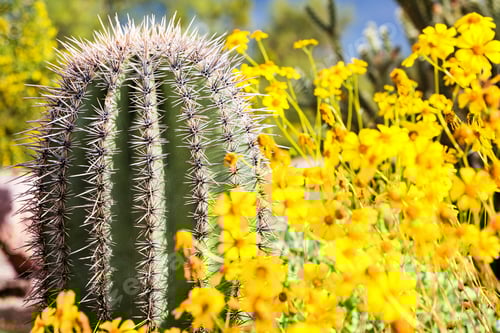 Preview: Arizona Barrel Cactus with Wildflowers