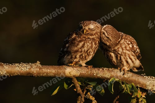 Preview: two owls standing on a branch next to each other in the light